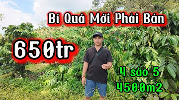Lô 102| không có lô thứ 2 ngay thị trấn 650tr 4 sào 5 full caffe tại Cư Jut, DaK Nông 