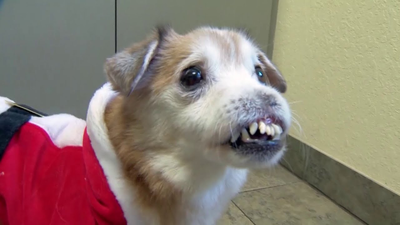 Noseless dog named Sniffles looking for forever home YouTube