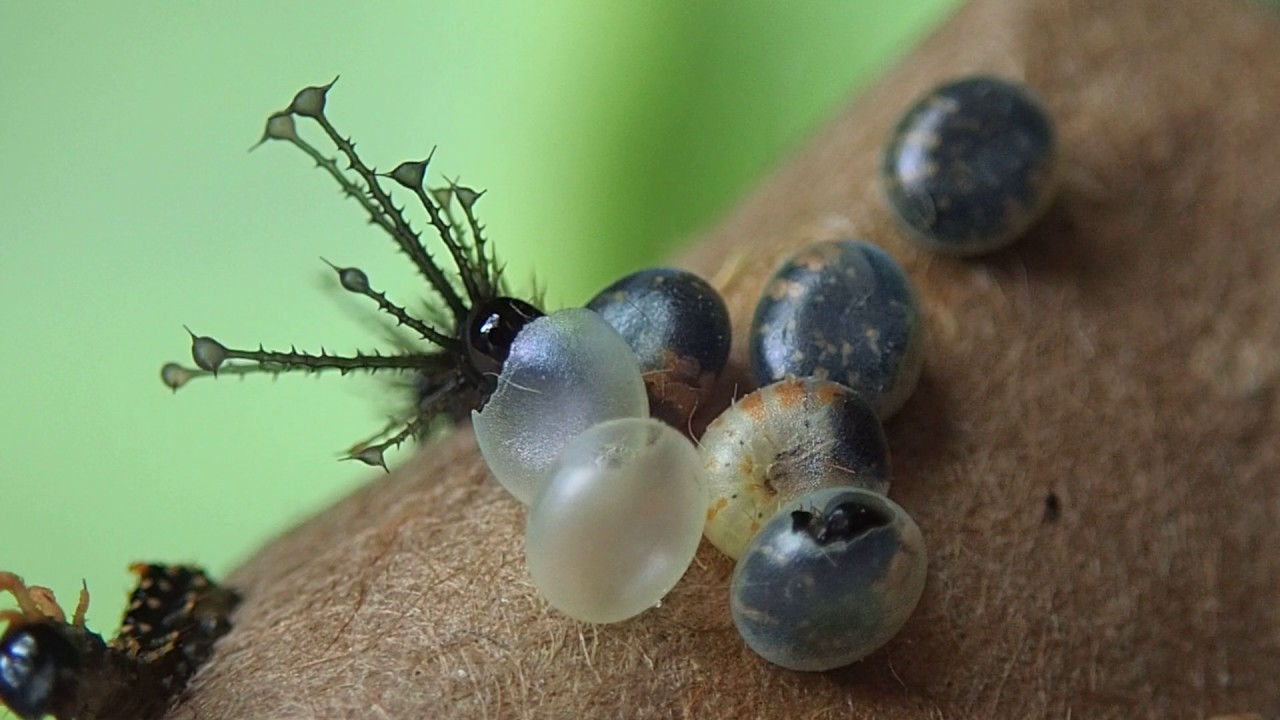 むしまとめサイト ヒッコリーホーンドデビルキャタピラー Hatching Hickory Horned Devils