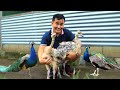 I spent almost 150,000 Php on these exotic animals! The most expensive pets I've ever had on my farm