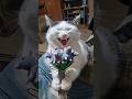 Masik the Cat congratulates you on International Women's Day! 8 Марта #Shors