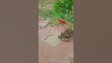Very simple bird trap easy - quail trap #shortvideo #youtubeshorts #shorts