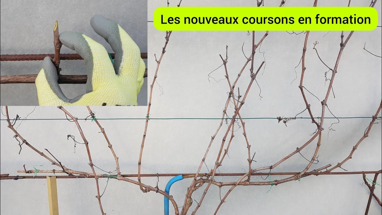 Comment former des coursons sur une jeune vigne ? 2023