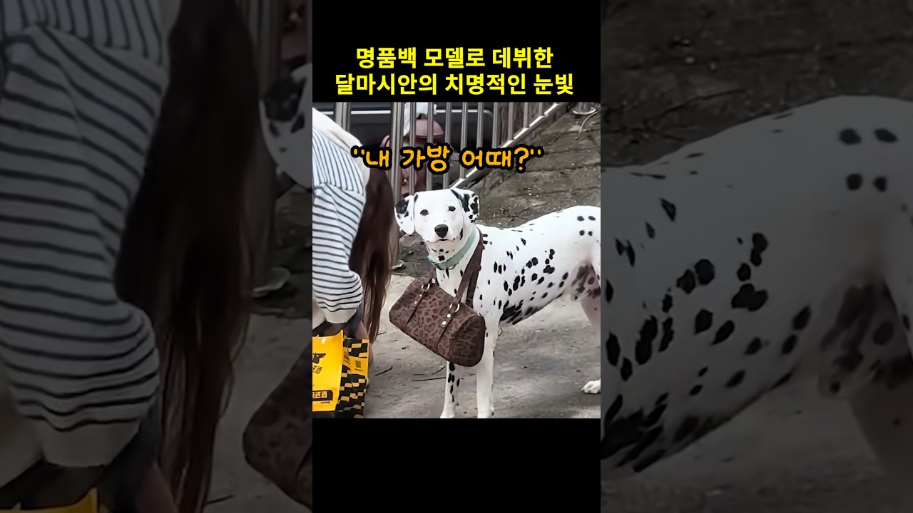 명품백 모델로 데뷔한 댕대이의 치명적인 눈빛