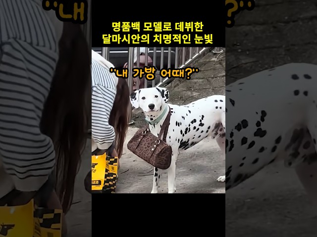 명품백 모델로 데뷔한 댕대이의 치명적인 눈빛