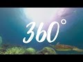 Great Barrier Reef in 360°