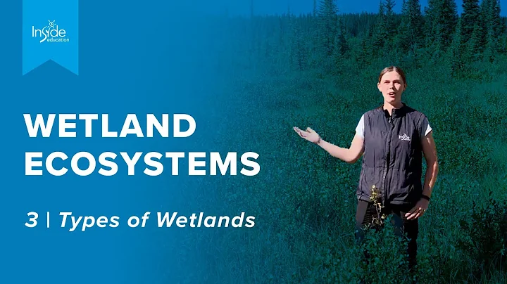 3 | Wetland Ecosystems | Types of Wetlands