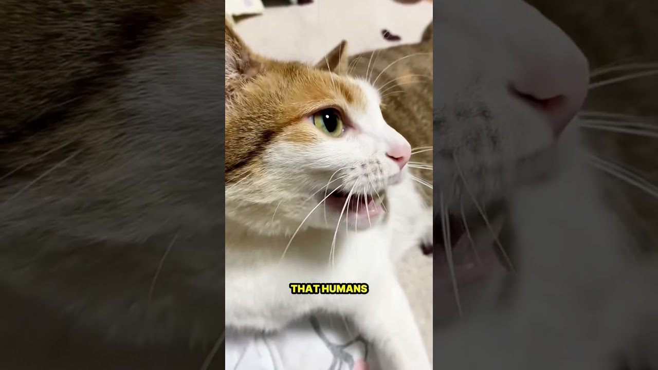 Why Cats Meow More at Humans – A Language Made Just for Us
