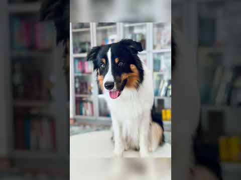 سگ دوست ایران 