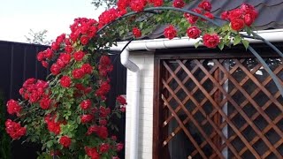 Красная плетистая роза в моем саду . Red climbing rose in my garden.