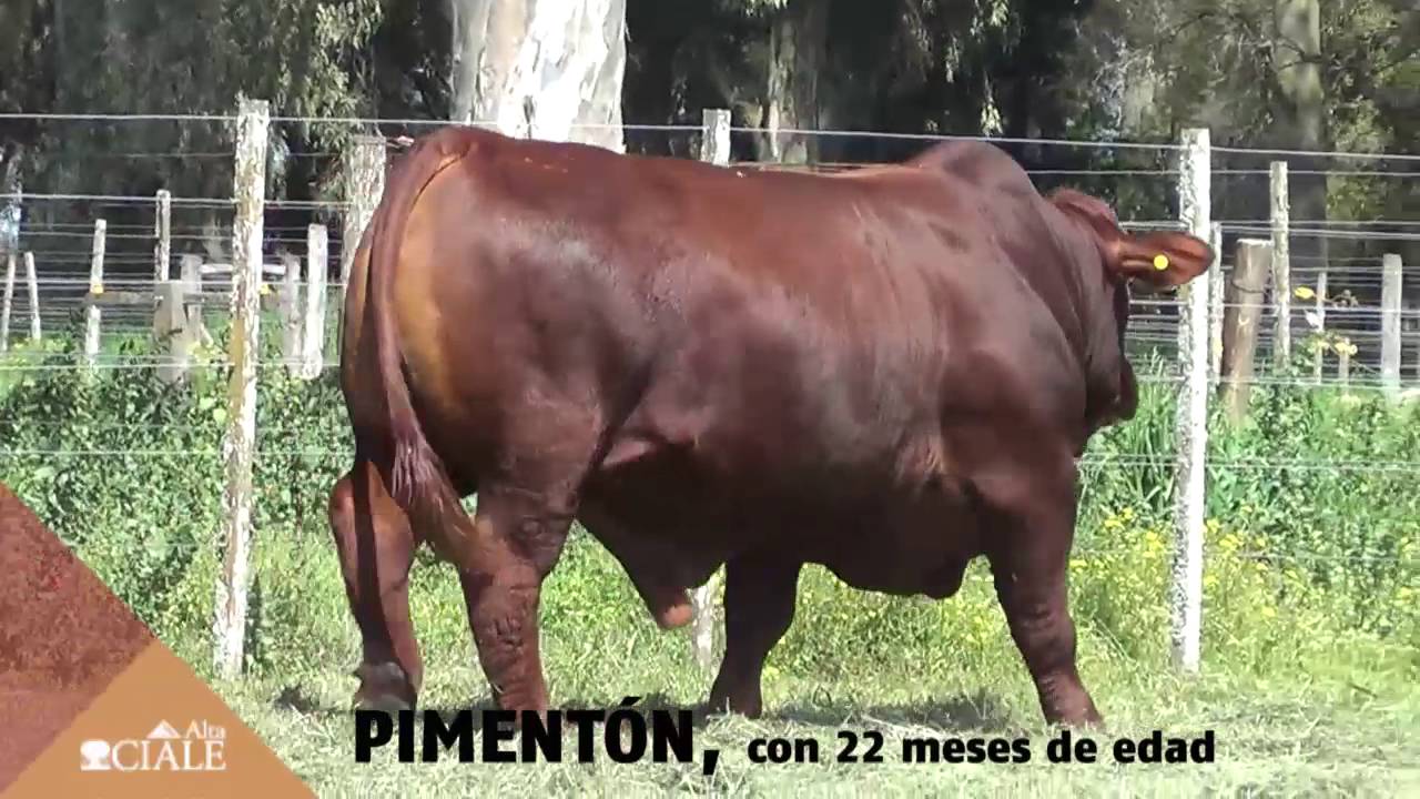 CIALE Alta Toro PIMENTÓN - Brangus Colorado