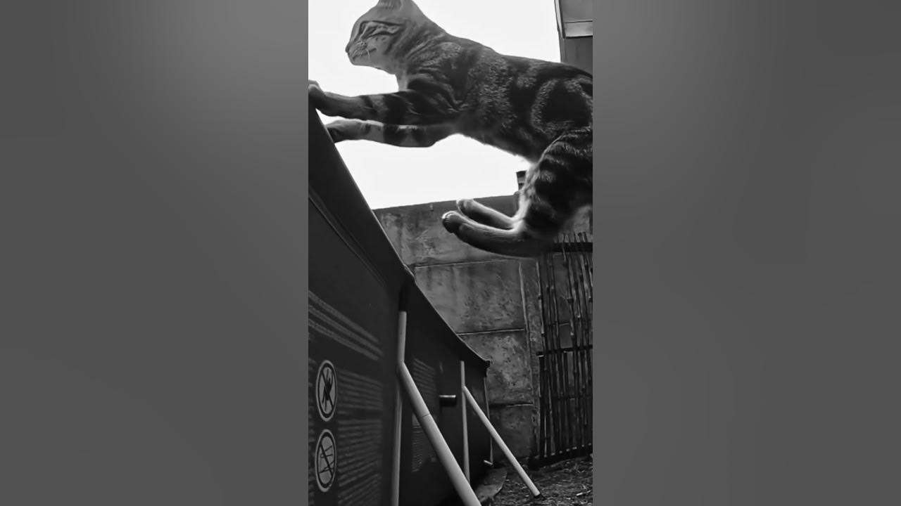 Unleashing the Secrets Cats' Floating Collarbone and Their Superpower