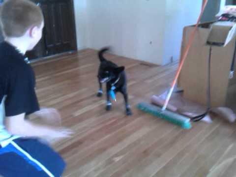 The Dogs Have New Shoes For Our New Hardwood Floor Youtube