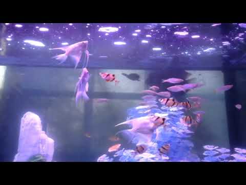 Video: Kaj vedeti o floridskih akvarijih