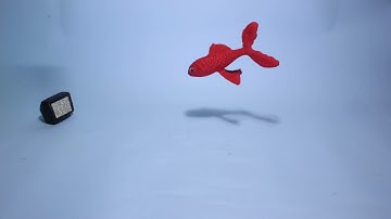 Goldfish Animation ASMR