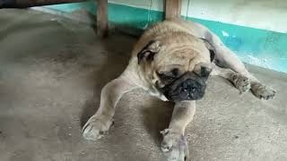 น้องเท่ง หมาพันธุ์ปั๊ก โรคขี้เรื้อนที่รักษายาก ใครรู้จักยาดี ช่วยแนะนำด้วย #หายารักษาสุนัข
