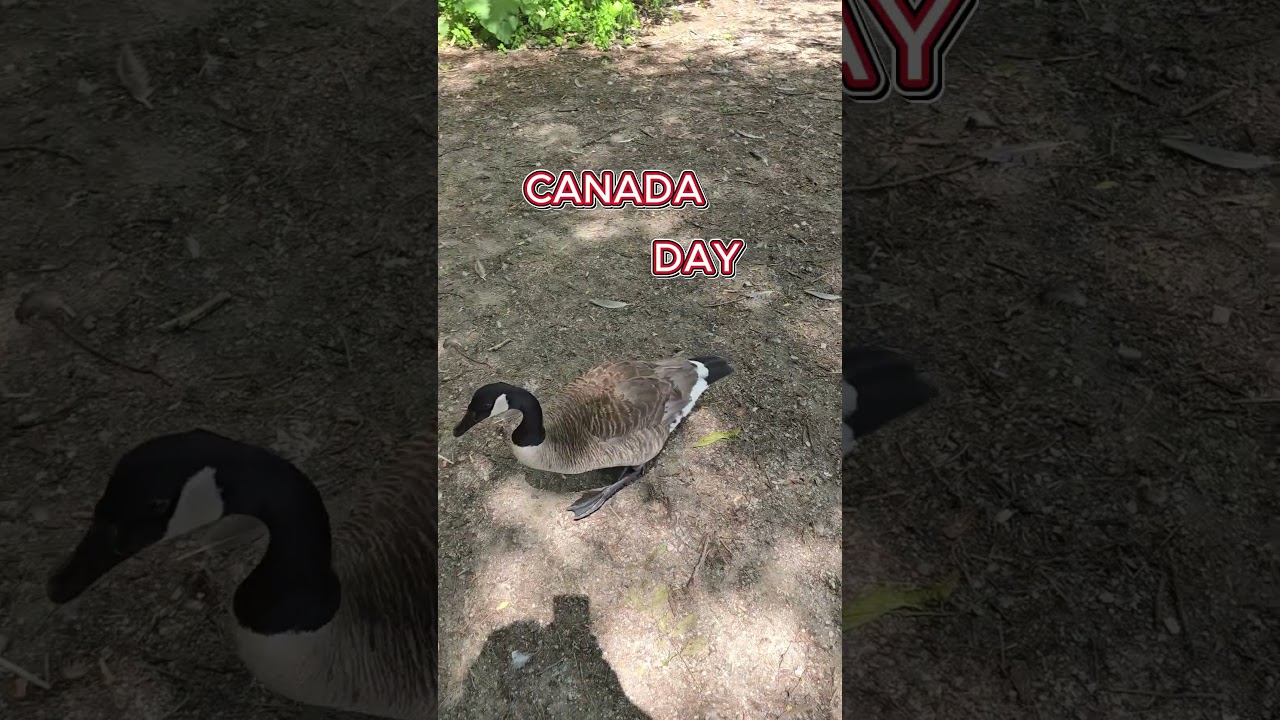 Happy Canada Day 🇨🇦🇨🇦🇨🇦