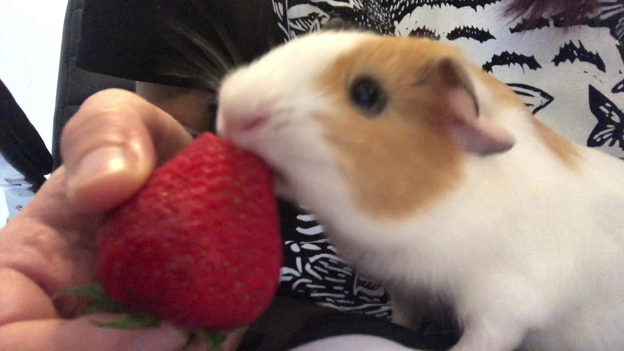 camera iphone 8 plus apk Clementine eating a strawberry