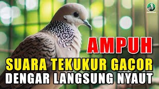 Download Lagu JUST 2 SECONDS, THE LOCAL DOVE IS 100% EMOTIONAL, IMMEDIATELY REACTS TO THE LOCAL DOVE'S BAIT, GACOR MP3 Download Lagu JUST 2 SECONDS, THE LOCAL DOVE IS 100% EMOTIONAL, IMMEDIATELY REACTS TO THE LOCAL DOVE'S BAIT, GACOR MP3