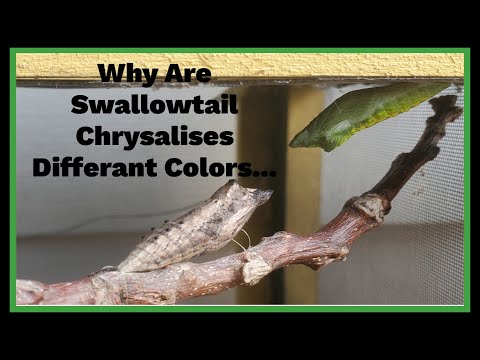 Do Black Swallow Tail Caterpillars Change Colors