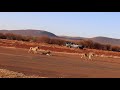 27 waiting for the flight at airstrip with lion pride