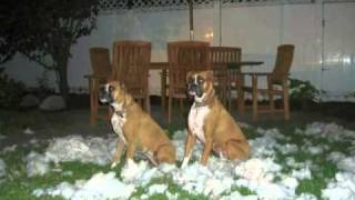 Bad Boxer Dogs! (I'm Gettin' Nuttin' for Christmas)