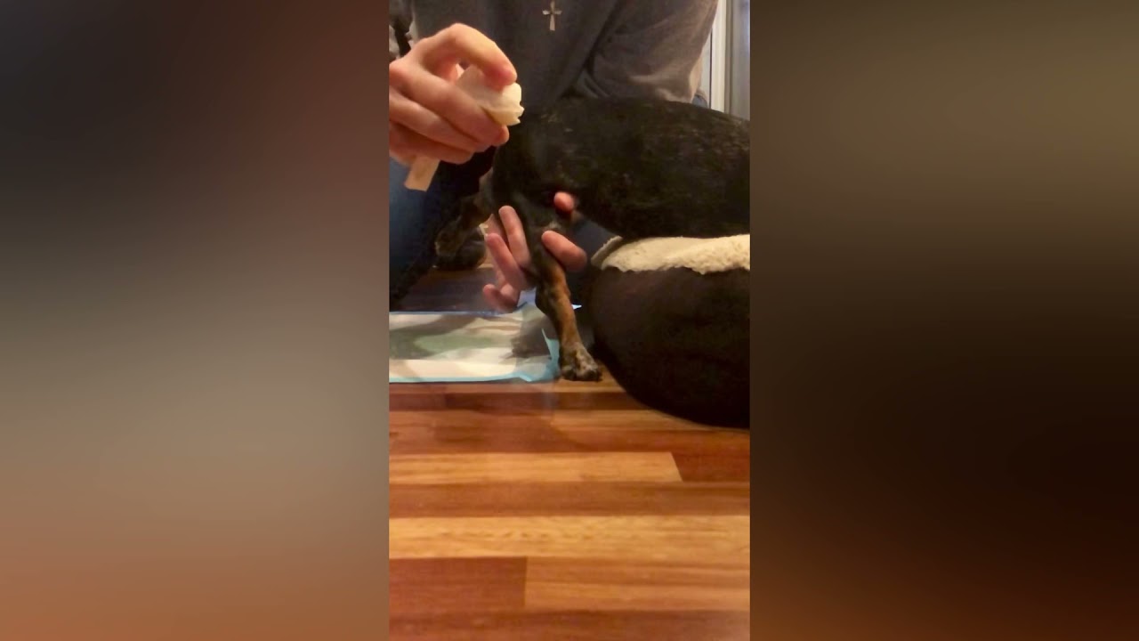 Expressing a female dog bladder- SIDE VIEW (stimulation method)