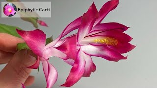 Schlumbergera Hybrid - Izzie