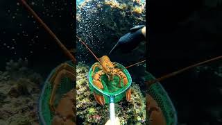 Scuba Diver vs Giant Lobster! 🤿🦀 #shorts#shorts #viral #trending #youtubeshorts #shortsvideo#lobster