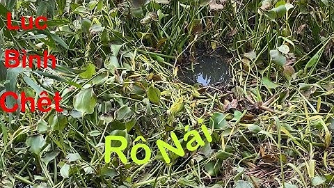 Câu cá rô đồng trê vàng Tiếp tục xã vĩnh trị huyện vĩnh hưng long an ( Phần 2 )