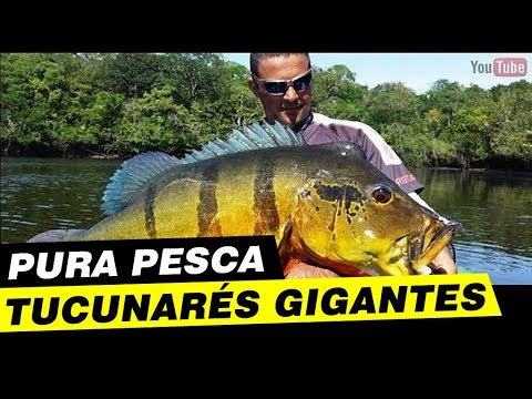 PURA PESCA, TUCUNARÉS GIGANTES NA SUPERFÍCIE!!! Rio Caurés.