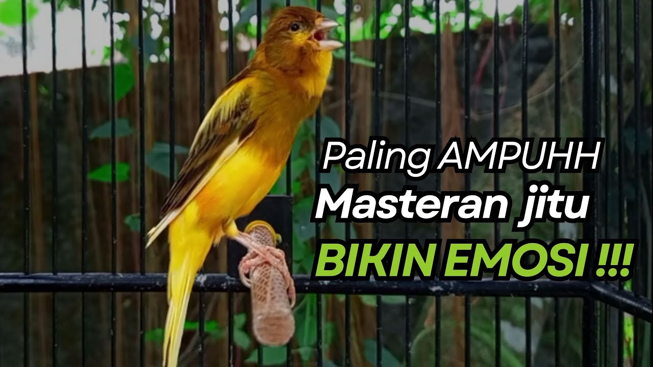 KENARI GACOR Cuit CUIT BIRAHI UNTUK PANCINGAN & MASTERAN Kenari PAUD AGAR BUNYI
