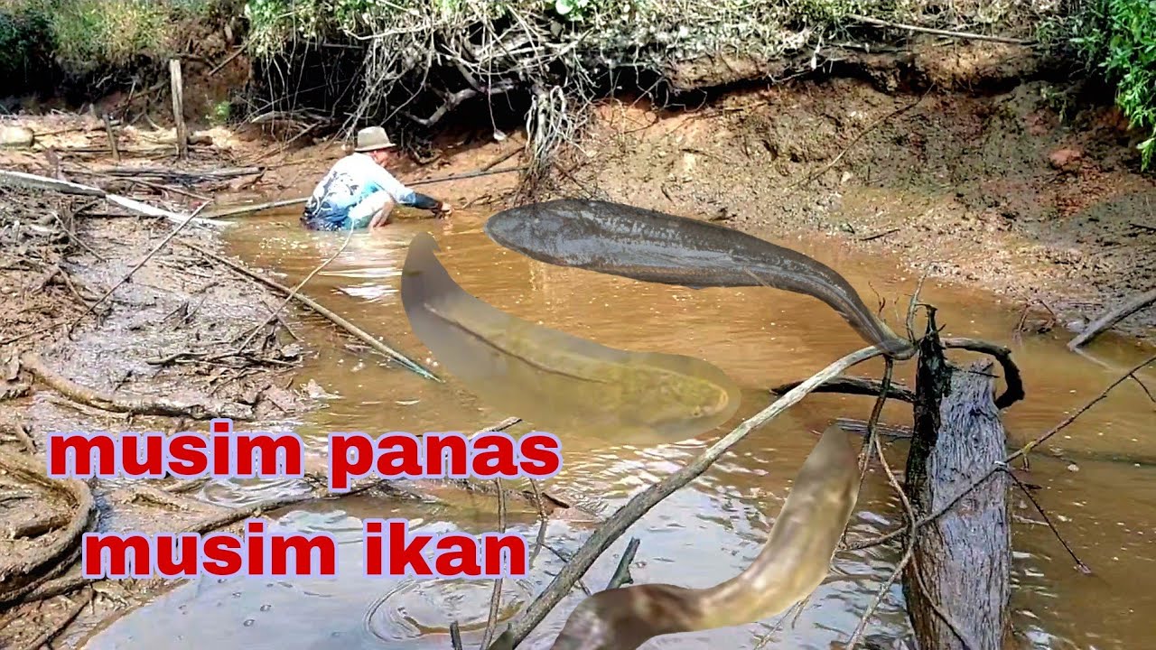 MEMGURAS LAGI DI SARANG IKAN SUNGAI#cariikanchannel