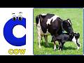 Phonics Animals Song | Learn ABC Alphabet with Animals for Kids