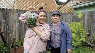 GRANDMA'S PICKLED MUSTARD GREENS: Puj's Zaub Qaub 🥬 Preserving Grandma's Hmong Recipes