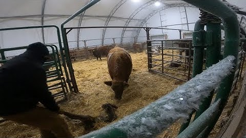 Calving- During The Night at -47
