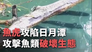 魚虎攻陷日月潭攻擊魚類破壞生態【央廣新聞】