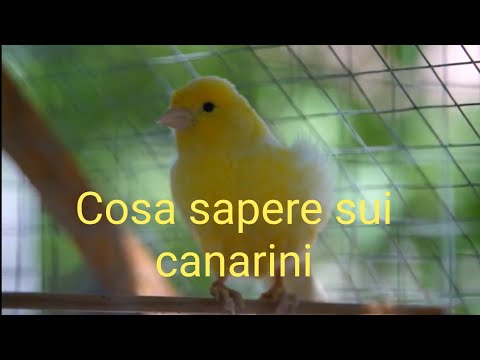 Video: Tutto sui Canarini: Malattie di un Canarino