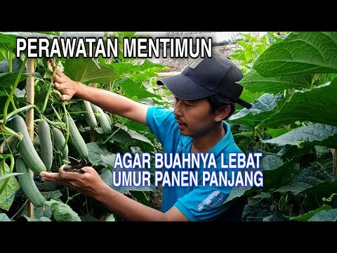 Cara menanam mentimun agar buah lebat dan umurnya panjang