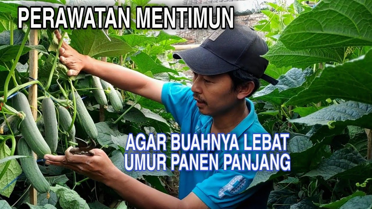 Cara menanam mentimun agar buah lebat dan umurnya panjang