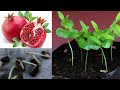 Grow Pomegranate Seeds Easy Way