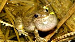 Gray Treefrogs - AskMDC
