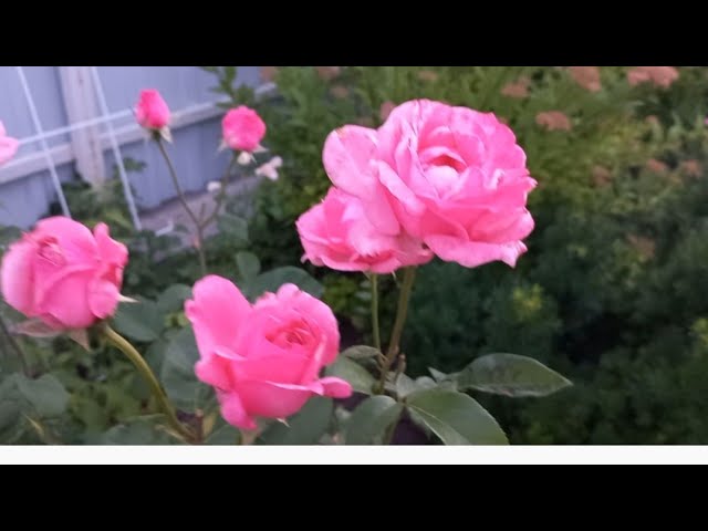 Rose 'Queen Elizabeth' - Hello Hello Plants & Garden Supplies