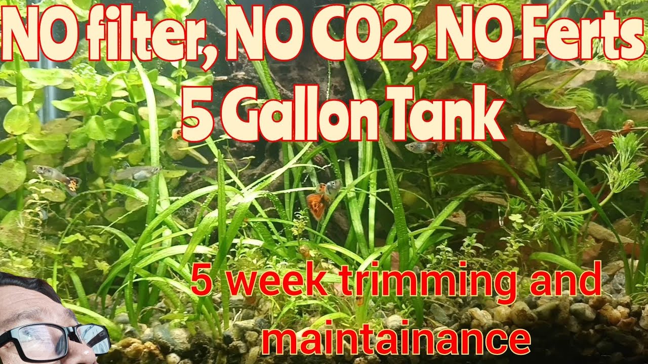 Walstad style NO Filter, NO C02, NO Ferts maintaince #walstadmethod # ...