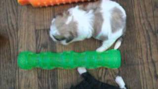 sweetpea02062016m1m2f3f4 on 2 15 2016
