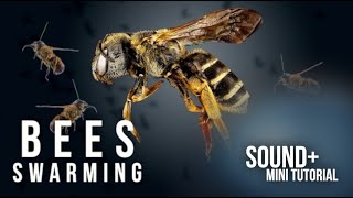 Bees Swarming Buzzing - Sound Effect