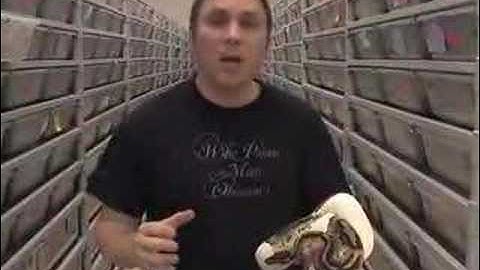 snakebytestv- snake genetics and quiz the crew