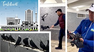 Бойные голуби Гульсары | Бой Тасманов | Голуби из питомника Убайдуллы | Узбекистан, Ташкент