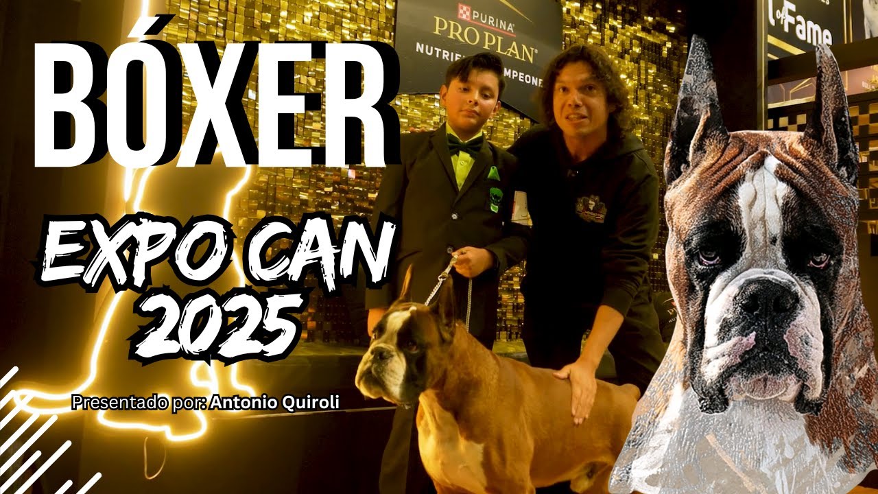 Bóxer, desde Expo Can 2025...Todo lo que debes saber de esta emblemática raza | Los RecomendaDogs
