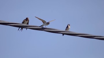 Swallows in slow motion 120fps HD - featuring Sailing by